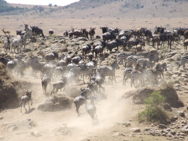 Wildebeests Wildebeests